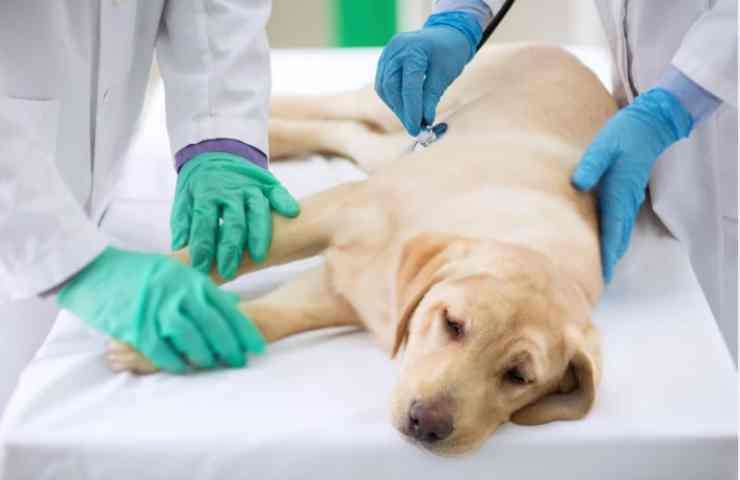 Cucciolo dal veterinario