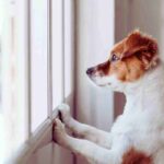 cane guarda la finestra