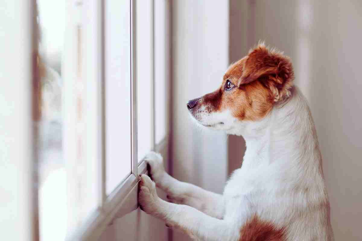 cane guarda la finestra