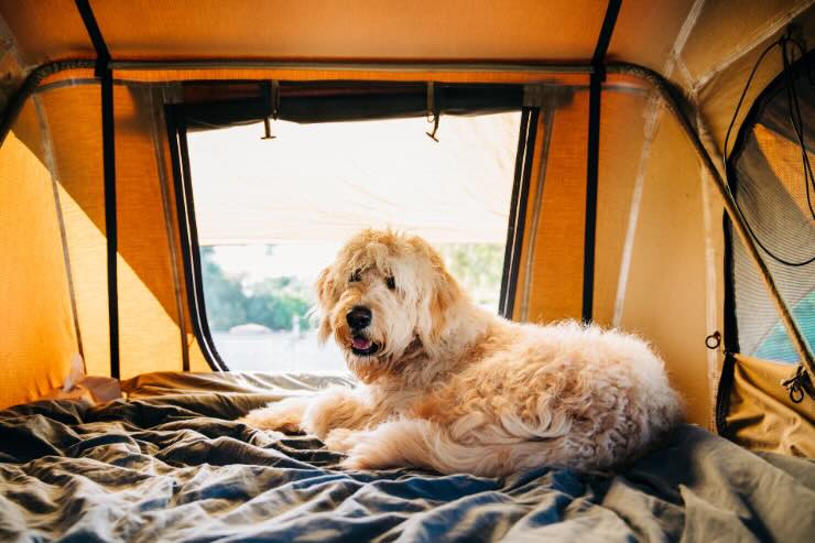 cane nella tenda