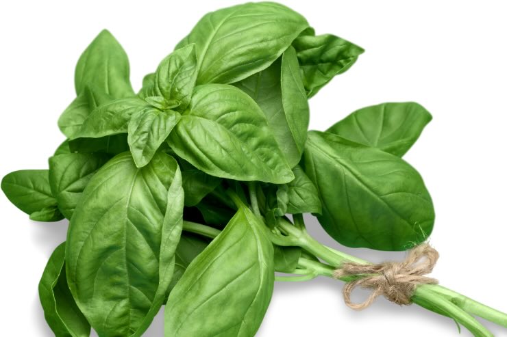 mazzetto di basilico