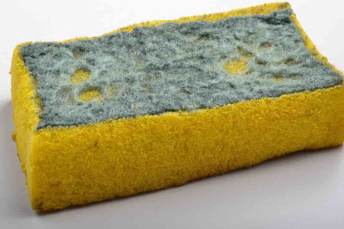 spugna vecchia