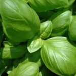 foglie di basilico