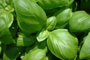 foglie di basilico