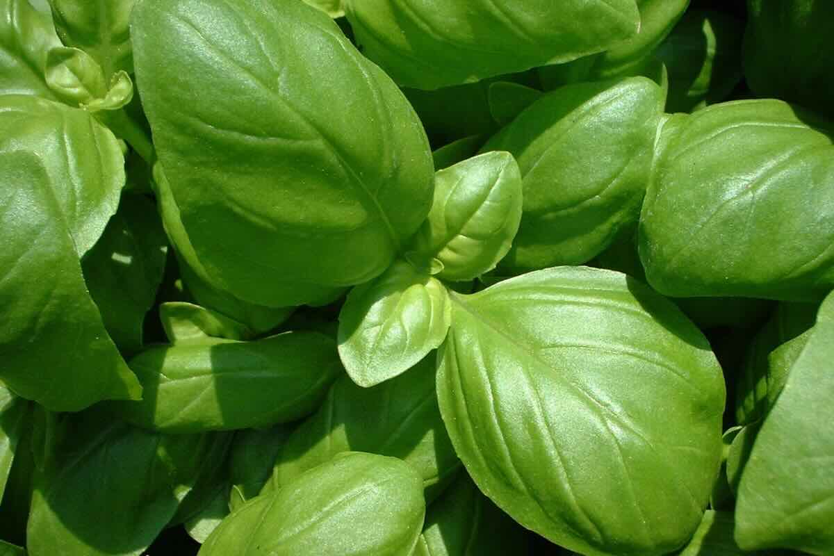 foglie di basilico