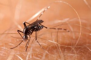 chikungunya zanzara