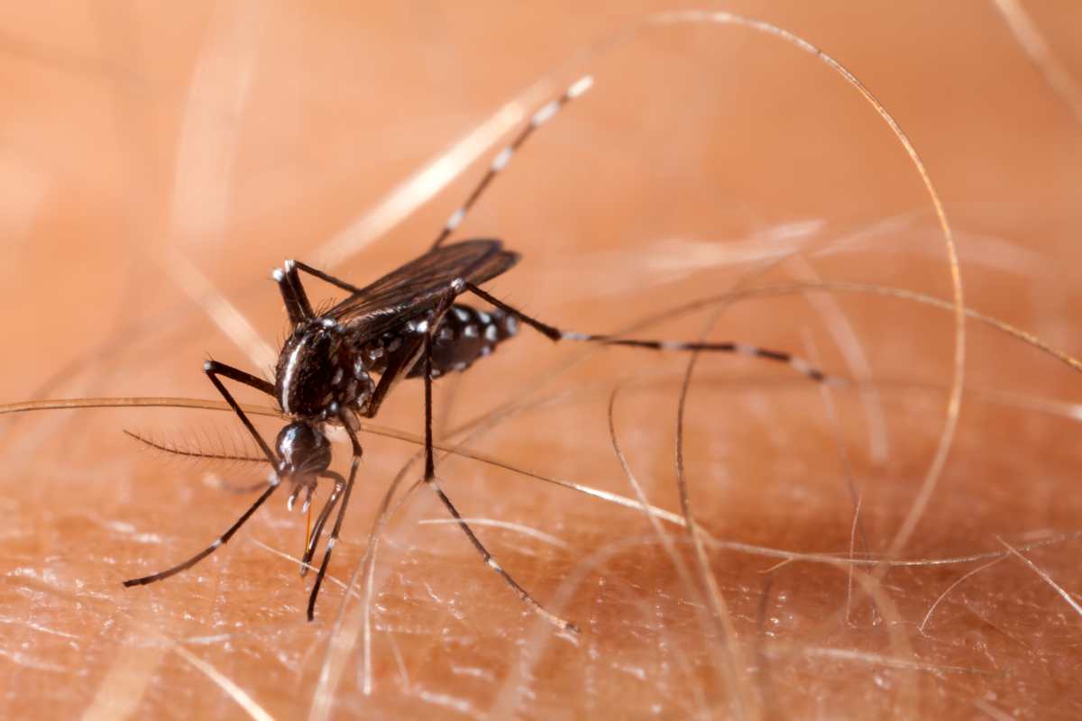  chikungunya zanzara 