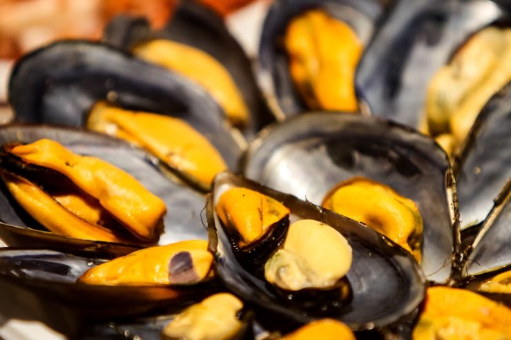 cozze